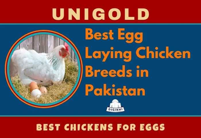 Egg Laying Chicken Breeds in Pakistan | UniGold | DigiKhi
